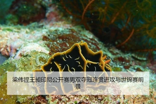 liang-wei-keng-wang-chang-yin-ni-gong-kai-sai-nan-shuang-duo-guan-lian-guan-jin-gong-yu-shi-jin-sai-qian-jing-2-935.jpg